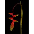 Heliconia Hanging - Rostrata